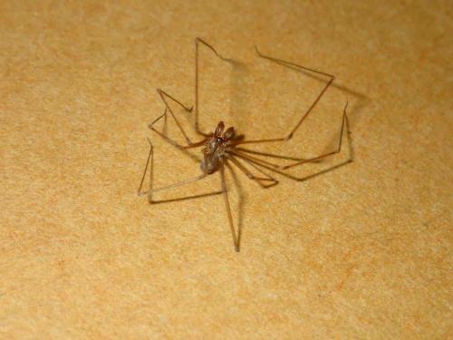 Réf. 227 858 : Physocyclus globosus